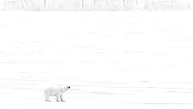 挪威,北冰洋,斯瓦尔巴特群岛,北极熊,冰,架子,年轻,画廊