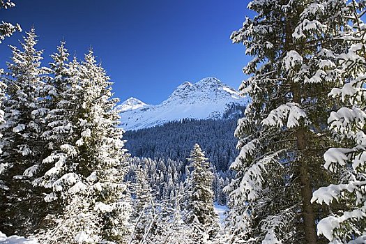 树,冬天,瑞士