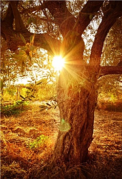 太阳,光线,橄榄树,枝条