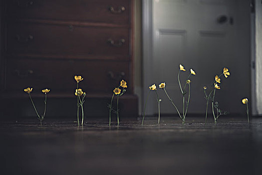 排,黄色,野花,地板