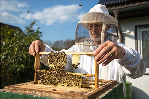 养蜂人,蜜蜂,生物群