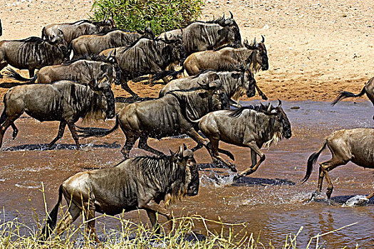 蓝角马,角马,牧群,河,迁徙,马赛马拉,公园,肯尼亚