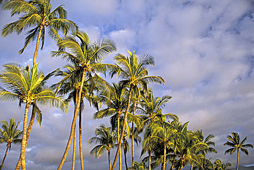 美国,夏威夷,毛伊岛,夜光,棕榈树