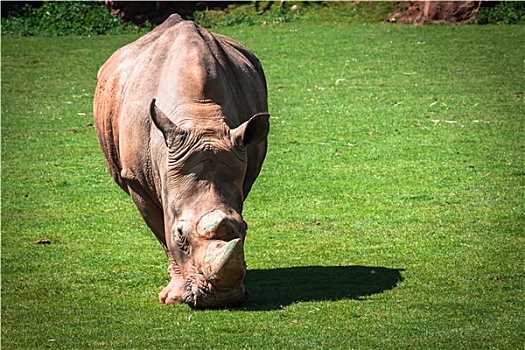 非洲,犀牛,黑犀牛,马赛马拉国家保护区,旅游,西南部,肯尼亚
