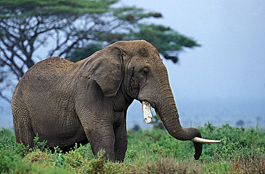 非洲象,象鼻,后备箱,箱子,树干,獠牙,肯尼亚