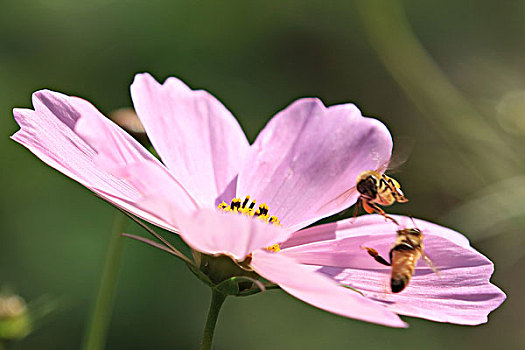 波斯菊