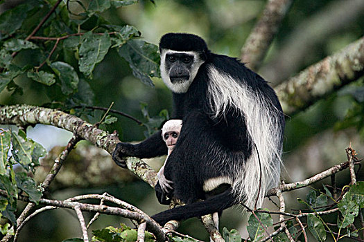 疣猴属,东黑白疣猴,母亲,树林,乌干达
