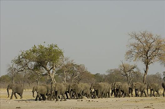 非洲象,牧群,走,干燥,大草原,脆弱,非洲