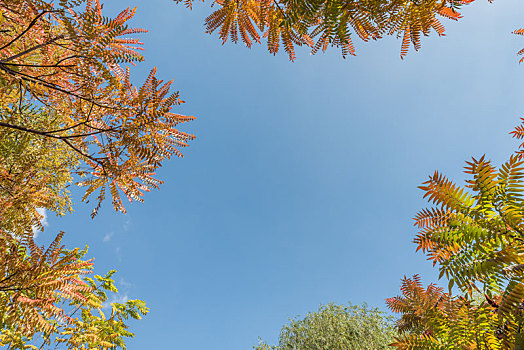 秋季沈阳蓝天白云红叶树枝