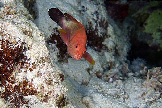石斑鱼,九棘鲈属,红海