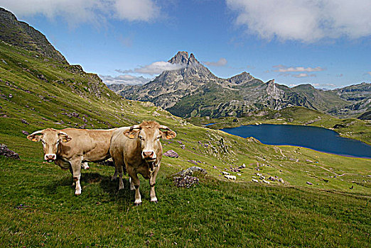 法国,阿基坦,湖,母牛