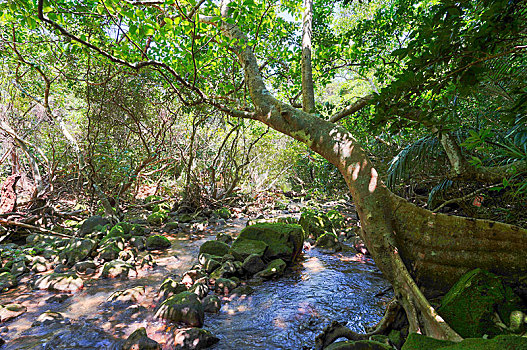 丛林,岛屿,冲绳,日本