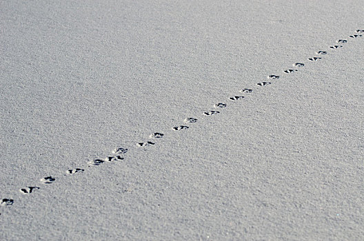 雪地