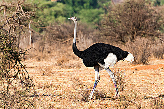 鸵鸟,雄性,萨布鲁国家公园,肯尼亚,非洲