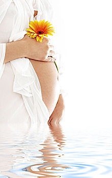 孕妇,拿着,腹部,黄花,水中