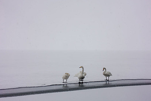 天鹅,屈斜路湖,北海道,日本