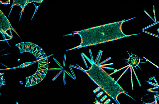 浮游生物,多样,硅藻属,英吉利海峡