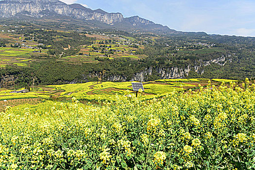 大峡谷油菜花风景