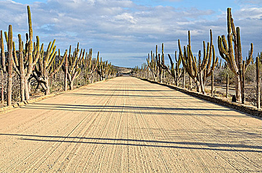 沙子,道路,新鲜,准备好,墨西哥,巨大,巴伊亚,下加利福尼亚州,北美