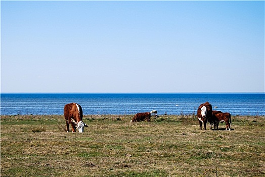 放牧,牛,海岸