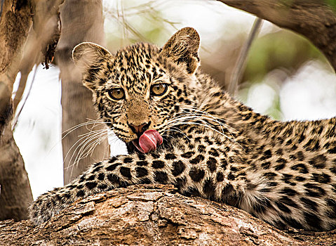 豹,小猫,树上,马沙图禁猎区,博茨瓦纳,非洲
