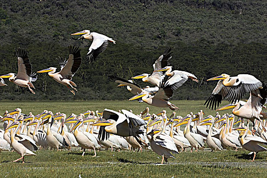 白鹈鹕,生物群,纳库鲁湖,肯尼亚