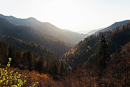 风景,山,树林,瞭望点,仙纳度国家公园,弗吉尼亚,美国