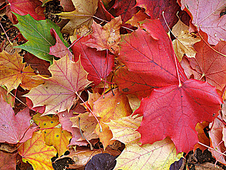 秋天,橡树叶,微距,变焦