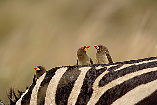 非洲,肯尼亚,马塞马拉野生动物保护区,红嘴牛椋鸟,斑马