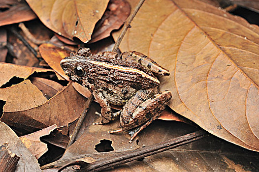 青蛙,保护色,林中地面,丹浓谷保护区,婆罗洲,马来西亚