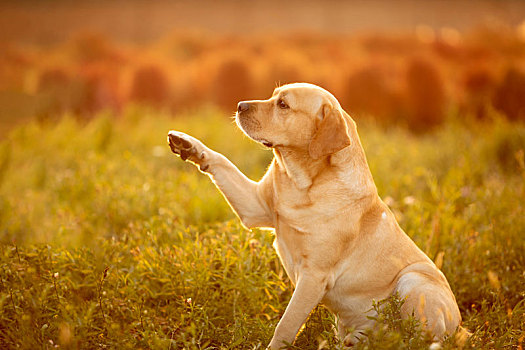 柴犬拉布拉多户外合影