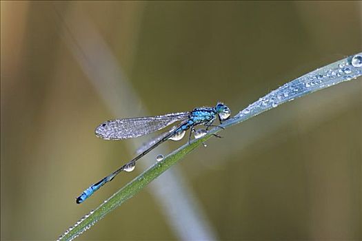 蓝尾蜻蛉,长叶异痣蟌,露珠,巴伐利亚,德国,欧洲