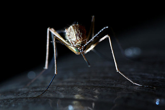 微距摄影之蚊子