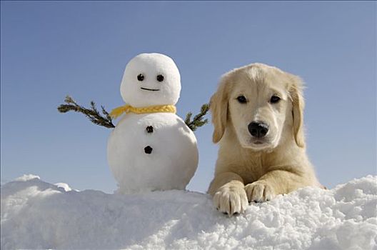 金毛猎犬,小狗,雪人,雪中
