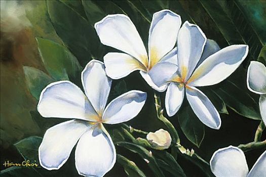 鸡蛋花,白色,花,枝头,油画
