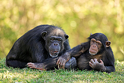 黑猩猩,成年,女性,年轻,休息