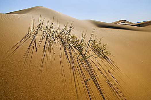 草,沙丘,纳米比诺克陆夫国家公园,纳米比亚