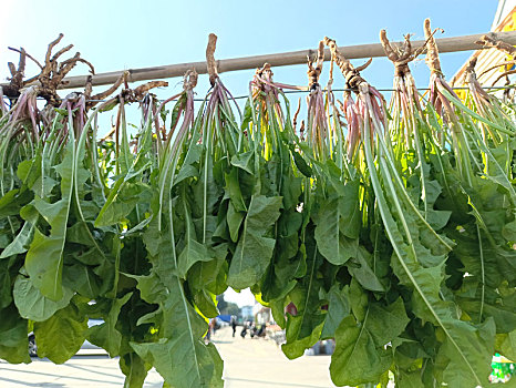 蒲公英制茶,野菜