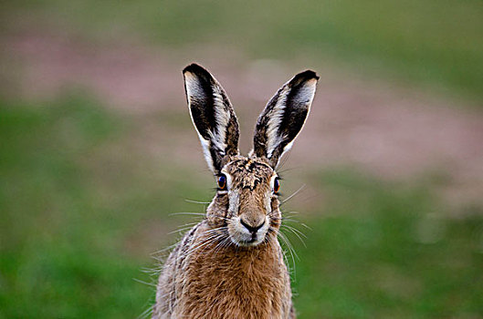 棕兔,欧洲野兔,诺福克,英格兰,英国,欧洲