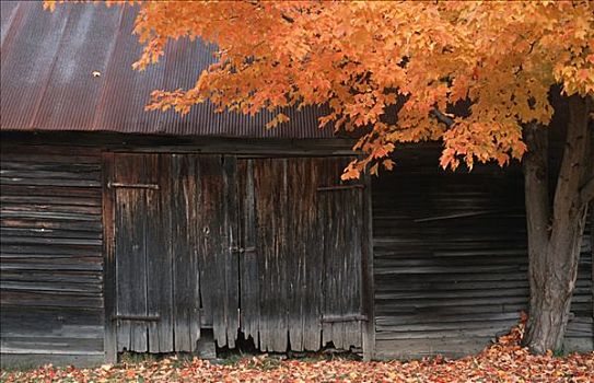 谷仓,门,秋天,树,佛蒙特州,美国