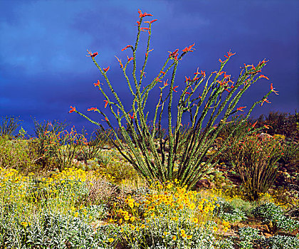 美国,加利福尼亚,安萨玻里哥沙漠州立公园,墨西哥刺木,野花,画廊