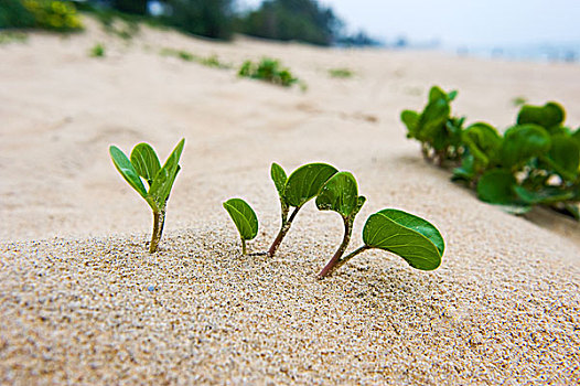 俯视,小,植物,沙漠