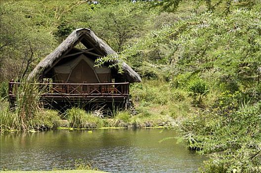 雀,露营,查沃,国家公园,肯尼亚,非洲