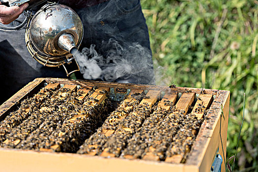 蜜蜂,意大利,特兰迪诺,养蜂人,意大利蜂