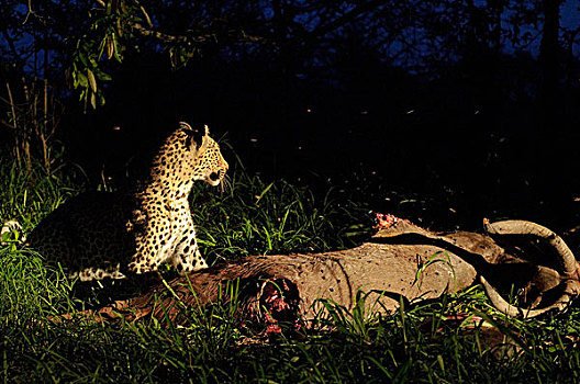 豹,杀,夜晚,博茨瓦纳