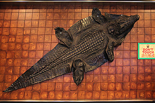 泰国最大最贵公鳄鱼皮