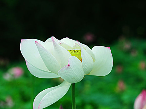 安徽,黄山,荷花,夏季