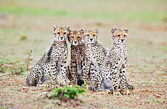 幼兽,印度豹