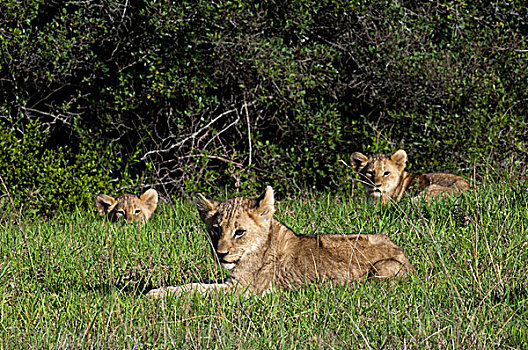 狮子,禁猎区,南非