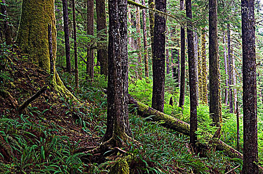 温带雨林,温哥华岛,省立公园,不列颠哥伦比亚省,加拿大